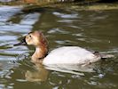 Canvasback (WWT Slimbridge 16/08/16) ©Nigel Key