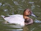 Canvasback (WWT Slimbridge 16/08/16) ©Nigel Key