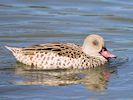 Cape Teal (WWT Slimbridge 16/08/16) ©Nigel Key