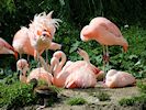 Chilean Flamingo (WWT Slimbridge 16/08/16) ©Nigel Key