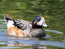 Chiloe Wigeon (WWT Slimbridge August 2016) - pic by Nigel Key