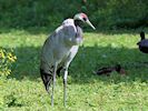 Eurasian Crane (WWT Slimbridge August 2016) - pic by Nigel Key