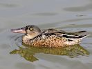 Northern Shoveler (WWT Slimbridge 16/08/16) ©Nigel Key