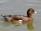 Eurasian Wigeon (WWT Slimbridge 16/08/16) ©Nigel Key