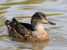 Falcated Duck (WWT Slimbridge 16/08/16) ©Nigel Key