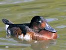 Ferruginous Duck (WWT Slimbridge August 2016) - pic by Nigel Key