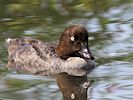 Goldeneye (WWT Slimbridge 16/08/16) ©Nigel Key