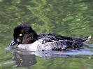 Goldeneye (WWT Slimbridge 16/08/16) ©Nigel Key