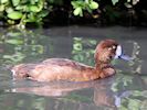 Greater Scaup (WWT Slimbridge August 2016) - pic by Nigel Key