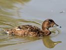 Hardhead (WWT Slimbridge August 2016) - pic by Nigel Key