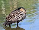 Hawaiian Goose (WWT Slimbridge 16/08/16) ©Nigel Key