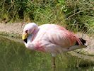 James's Flamingo (WWT Slimbridge August 2016) - pic by Nigel Key