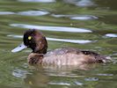 Lesser Scaup (WWT Slimbridge August 2016) - pic by Nigel Key