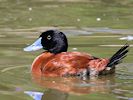 Maccoa (WWT Slimbridge 16/08/16) ©Nigel Key