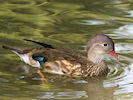 Mandarin Duck (WWT Slimbridge August 2016) - pic by Nigel Key