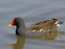 Moorhen (WWT Slimbridge 16/08/16) ©Nigel Key