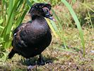 Muscovy Duck (WWT Slimbridge 16/08/16) ©Nigel Key