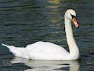 Mute Swan (WWT Slimbridge August 2016) - pic by Nigel Key