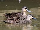 Pacific Black Duck (WWT Slimbridge August 2016) - pic by Nigel Key