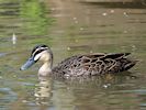 Pacific Black Duck (WWT Slimbridge August 2016) - pic by Nigel Key