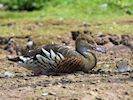 Plumed Whistling Duck (WWT Slimbridge August 2016) - pic by Nigel Key