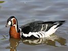 Red-Breasted Goose (WWT Slimbridge 16/08/16) ©Nigel Key