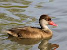 Red-Crested Pochard (WWT Slimbridge 16/08/16) ©Nigel Key