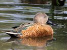 Red Shoveler (WWT Slimbridge August 2016) - pic by Nigel Key