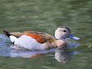 Ringed Teal (WWT Slimbridge 16/08/16) ©Nigel Key