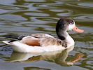 Shelduck (WWT Slimbridge 16/08/16) ©Nigel Key