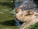 South Georgian Pintail (WWT Slimbridge 16/08/16) ©Nigel Key