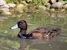 Southern Pochard (WWT Slimbridge August 2016) - pic by Nigel Key