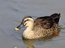 Chinese Spot-Billed Duck (WWT Slimbridge August 2016) - pic by Nigel Key