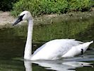 Trumpeter Swan (WWT Slimbridge 16/08/16) ©Nigel Key