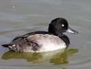 Tufted Duck (WWT Slimbridge 16/08/16) ©Nigel Key