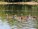 West Indian Whistling Duck (WWT Slimbridge 16/08/16) ©Nigel Key