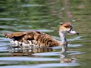 West Indian Whistling Duck (WWT Slimbridge 16/08/16) ©Nigel Key