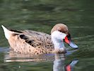 White-Cheeked Pintail (WWT Slimbridge August 2016) - pic by Nigel Key