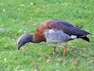 Ashy-Headed Goose (WWT Slimbridge October 2017) - pic by Nigel Key