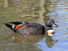 Australian Shelduck (WWT Slimbridge 05/10/17) ©Nigel Key