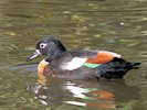 Australian Shelduck (WWT Slimbridge 05/10/17) ©Nigel Key