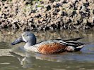 Australian Shoveler (WWT Slimbridge October 2017) - pic by Nigel Key