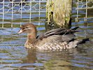 Australian Wood Duck (WWT Slimbridge 05/10/17) ©Nigel Key