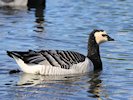 Barnacle Goose (WWT Slimbridge October 2017) - pic by Nigel Key