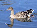 Bean Goose (WWT Slimbridge 05/10/17) ©Nigel Key