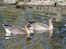 Bean Goose (WWT Slimbridge 05/10/17) ©Nigel Key