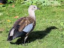 Blue-Winged Goose (WWT Slimbridge October 2017) - pic by Nigel Key