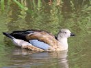 Blue-Winged Goose (WWT Slimbridge October 2017) - pic by Nigel Key