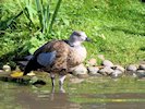 Blue-Winged Goose (WWT Slimbridge 05/10/17) ©Nigel Key