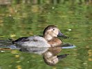 Canvasback (WWT Slimbridge October 2017) - pic by Nigel Key